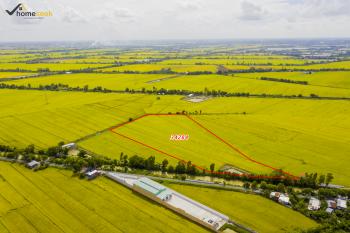 B&aacute;n Đất An Giang - Đất Ruộng Phường Mỹ Thới, Long Xuy&ecirc;n, An Giang