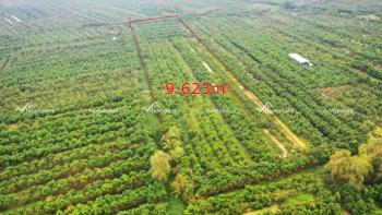 Đất ruộng ấp Tấn Thạnh, x&atilde; Tấn Mỹ, huyện Chợ Mới, An Giang 9623m2