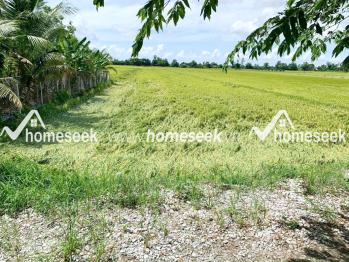 Đất ruộng cặp bờ k&ecirc;nh T&acirc;y Thạnh 1, phường Mỹ Thới, TP.Long Xuy&ecirc;n, An Giang 7982.6m2