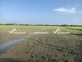 Đất ruộng k&ecirc;nh Vĩnh T&acirc;y, x&atilde; Vĩnh Ph&uacute;, huyện Thoại Sơn, An Giang 8826m2