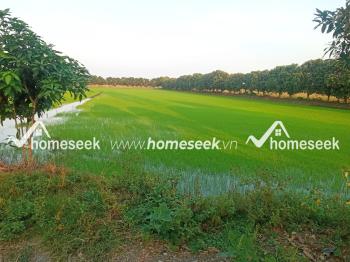 Đất ruộng bờ k&ecirc;nh Sua Đũa, x&atilde; Ph&uacute; Thuận, huyện Thoại Sơn, An Giang 5000m2