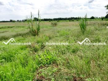 Đất ruộng xã An Thạnh Trung, huyện Chợ Mới, An Giang 16910m2