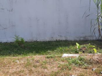 Cho thuê đất nền mặt tiền đường Triệu Thị Trinh, phường Bình Khánh, thành phố Long Xuyên, An Giang 90m2