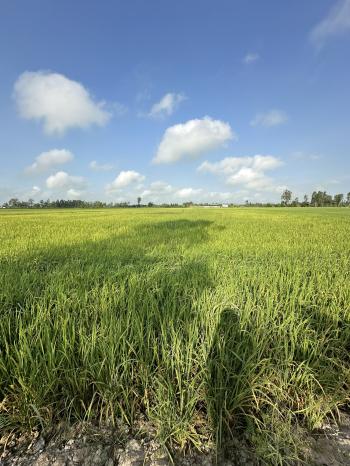 Đất ruộng x&atilde; Vĩnh Trạch, huyện Thoại Sơn, An Giang 4689m2