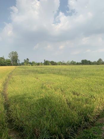 Đất ruộng mặt tiền kênh ranh Long Xuyên - Thoại Sơn, phường Mỹ Hòa, thành phố Long Xuyên, An Giang 16.717m2